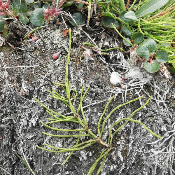 Equisetum arvense alpestre Svalbard Longyearbyen 2014 1 A.Elven a